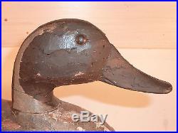 16.5 Pintail Drake by Charles Schoenheider, Sr. (1854-1944) IN FLAKED ORIGINAL