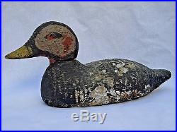 Animal Trap Co. Duck Decoy c. 1918-1938, Rare Endangered Spectacled Eider