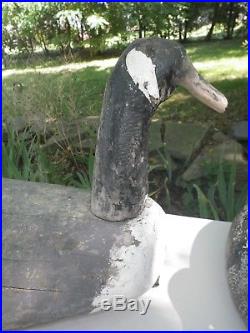 Antique Water Fowl Goose Decoy Wood Old Root Head Long Island Estate Find