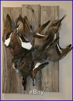 Awesome Taxidermy Duck Dead Mount (Captive Bred) Vintage Decoy Goose VA NC NJ IL