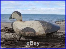 BIG OLD MAINE EIDER COASTAL NEW ENGLAND SEA DUCK DECOYS