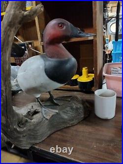 Canvasback decoy/caving/ standing