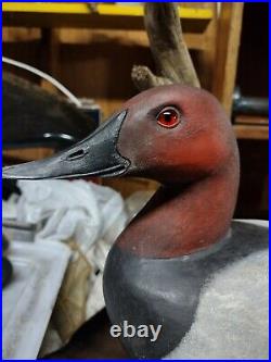 Canvasback decoy/caving/ standing