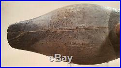 Collectable Antique Canvasback Hen Gunning Decoy Havre De Grace, MD