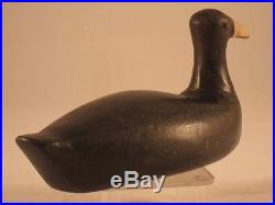 Coot Duck Decoy Louisiana Root Head 100% Original Antique Goose Shorebird
