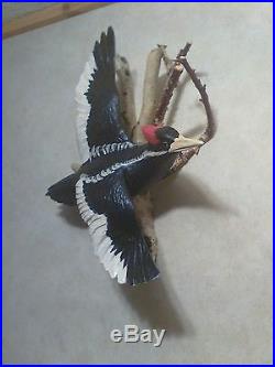 Flying Ivory-billed woodpecker woodcarving, duck decoy, Casey Edwards