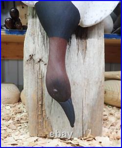 Full Size Wall Hanging Dead Mount Carving of Canvasback Drake Duck/Decoy