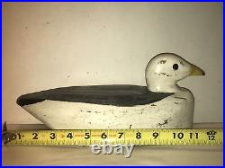 Herring gull shorebird duck decoy toothaker island maine