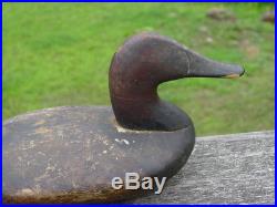 Old Maine Estate Graceful Working Canvasback Decoy Used For Gunning