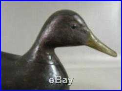 Rare Harry Shourds large black duck decoy Tuckerton, N. J. Ca. 1890 branded LUDLAM