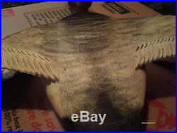 Restoration Needed Flying Life size Red Head Duck Decoy Maybe Elmer Crowell