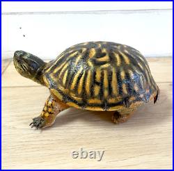 Spectacular Box Turtle Wood Carving Statue Folk Art by Casey Edwards Duck Decoy