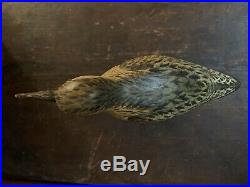 Tony Hillman Eskimo Curlew Shorebird Decoy