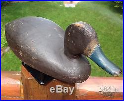 Vintage William Finch Hen Bluebill Duck Decoy Exc. Original Paint Saginaw Bay