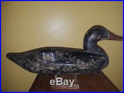 Vintage & Rare ca1900 James T. Holly Black Duck Decoy Havre de Grace MD PA VA NJ