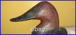 Vintage Will Snake Heverin Canvasback Decoy Charlestown, MD Awesome Form