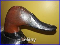 Vintage c1910 Roman Nosed James Currier Working Canvasback Decoy Orig Paint MD